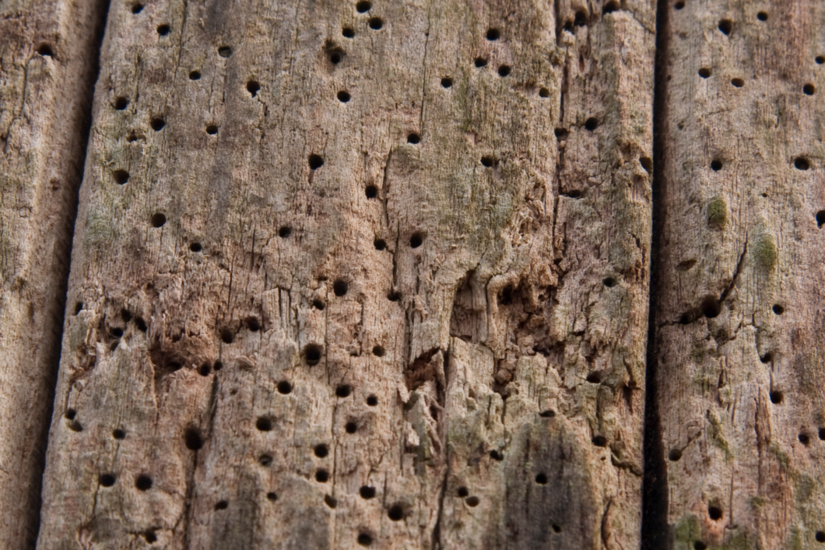 Timber Damage